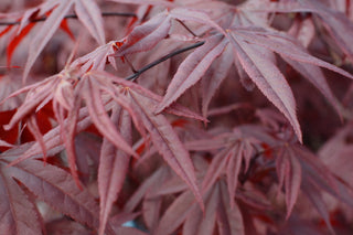 Acer palmatum amoenum shojo <br>SHOJO JAPANESE MAPLE