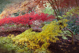 Acer palmatum matsumurae dissectum <br>LACE-LEAF JAPANESE MAPLE