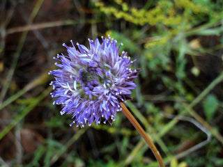 Jasione laevis, Jasione perennis <br>SHEEP'S BIT