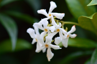 Nyctanthes arbor tristis <br>NIGHT-FLOWERING JASMINE, NIGHT BLOOMING JASMINE