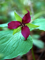 Trillium erectum <br>RED TRILLIUM, PURPLE TRILLIUM