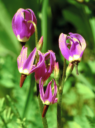 Dodecatheon meadia <br>GIANT SHOOTING STAR