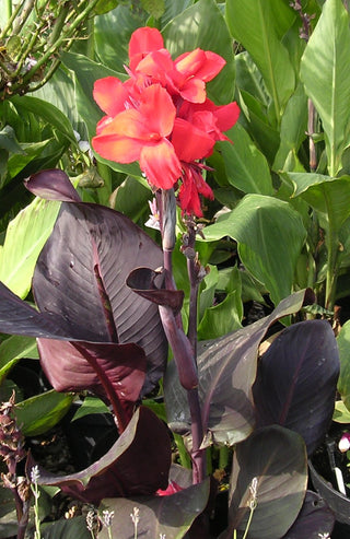 Canna indica <br>CANNA ORANGE WITH BRONZE LEAVES