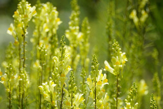 Linaria aeruginea <br>ROADSIDE TOADFLAX MIX