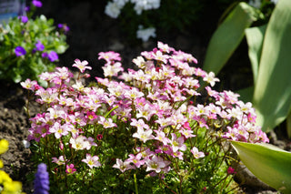 Saxifraga arendsii <br>PINK MOSS ROSE, SAXIFRAGE