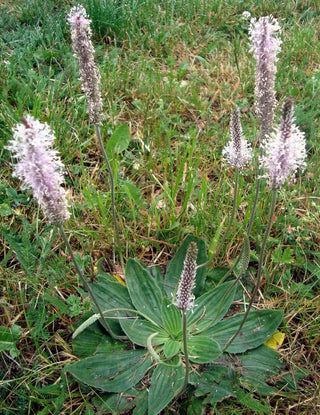 Plantago media <br>HOARY PLANTAIN