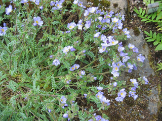 Polemonium pulcherrimum <br>SHOWY PRETTY JACOBS LADDER