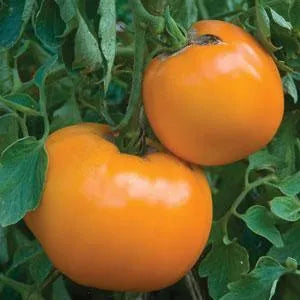 Solanum <br>JUBILEE TOMATO