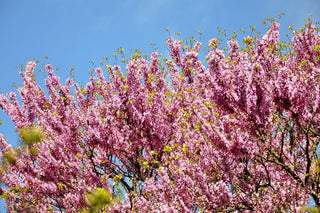 Cercis occidentalis <br>WESTERN REDBUD