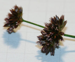 Juncus ensifolius <br>DWARF RUSH