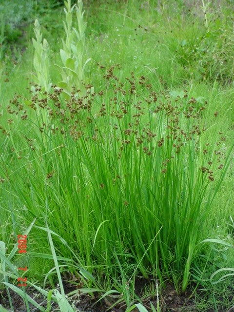 Dwarf Rushes Juncus ensifolius DWARF RUSH – Ferri Seeds