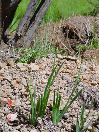 Juncus ensifolius <br>DWARF RUSH