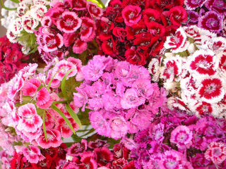 Dianthus barbatus <br>MINI SWEET WILLIAM MIX