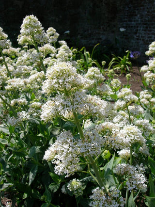 Centranthus ruber albus <br>SNOWCLOUD WHITE VALERIAN, JUPITER'S BEARD