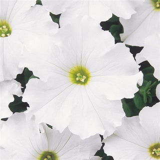 Petunia <br>PETUNIA DREAMS WHITE