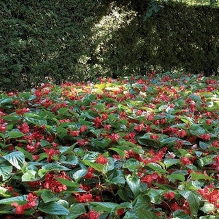 Begonia coccinea <br>BEGONIA RED DRAGON WING ANGEL WING