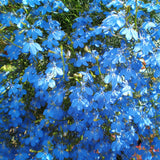 TRAILING LOBELIA 'CAMBRIDGE BLUE' Lobelia erinus