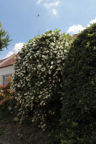 Philadelphus coronarius <br>SWEET MOCKORANGE MOCK ORANGE