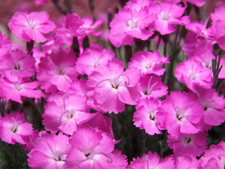 Dianthus gratianopolitanus <br>CHEDDAR PINK