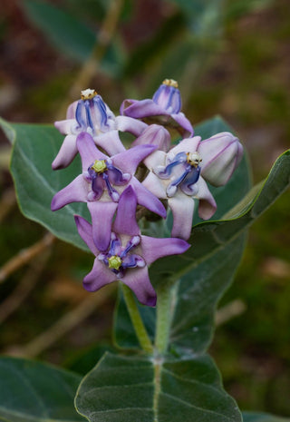 Calotropis gigantea <br>GIANT MILKWEED, CROWN FLOWER