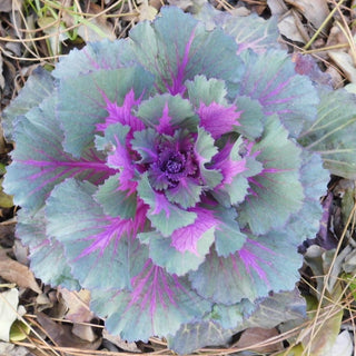 Brassica rapa pekinensis <br>RED TRUMPET CABBAGE