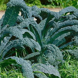 Brassica oleracea <br>KALE DINOSAUR