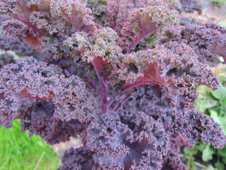 Brassica oleracea <br>RED KALE, SCARLET KALE