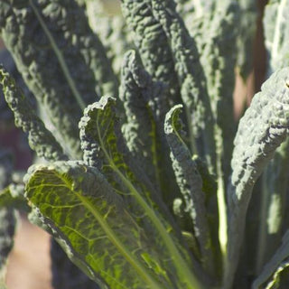 Brassica oleracea <br>BLACK MAGIC KALE, TOSCANO LACINATO KALE, DINOSAUR KALE