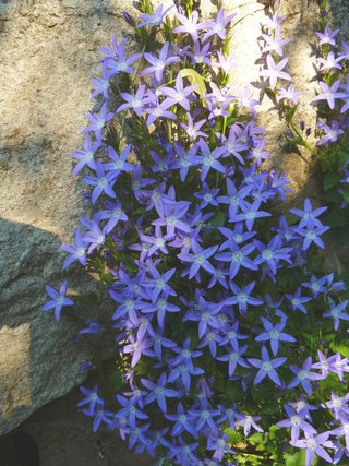 Campanula poscharskyana <br>TRAILING BELLFLOWER