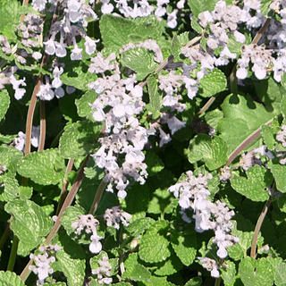 Nepeta <br>CALAMINTHA MINT 'MARVELETTE WHITE'