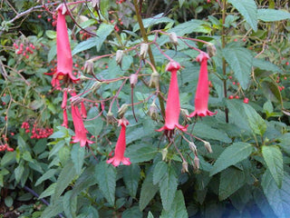 Fuchsia capensis <br>CAPA FUCHSIA, CAPE FIGWORT