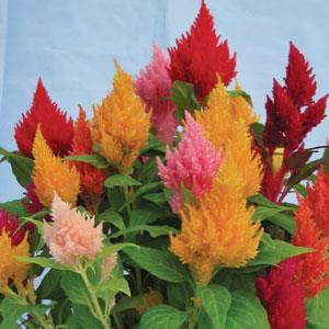 Celosia plumosa <br>CELOSIA DWARF KIMONO MIX, FEATHER