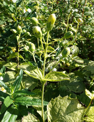 Kirengeshoma palmata <br>YELLOW WAX BELLS