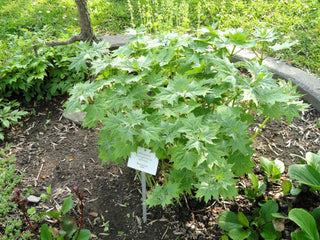 Kirengeshoma palmata <br>YELLOW WAX BELLS