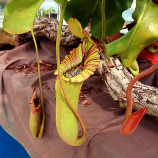 Nepenthes truncata PITCHER PLANT GIANT STRIPED