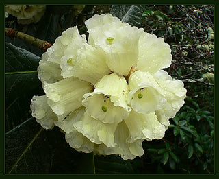 Rhododendron macabeanum <br>WHITE RHODODENDRON