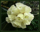 WHITE RHODODENDRON macabeanum