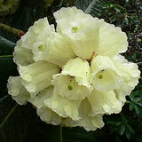 WHITE RHODODENDRON macabeanum