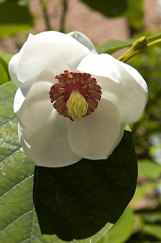 SIEBOLD'S MAGNOLIA, KOREAN MOUNTAIN MAGNOLIA <br>Magnolia sieboldii
