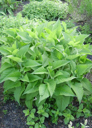 Salvia glutinosa <br>STICKY SAGE, JUPITER'S SAGE