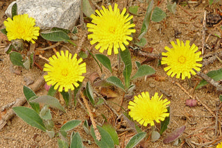 Hieracium pilosella <br>MOUSE-EAR HAWKWEED