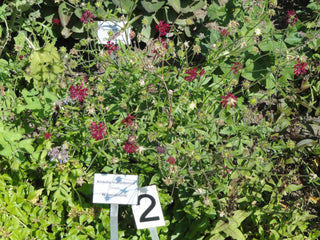 Knautia macedonica <br>WIDOW FLOWER 'MARS MIDGET'