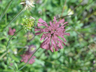 Knautia macedonica <br>WIDOW FLOWER 'MIDGET MAUVES'