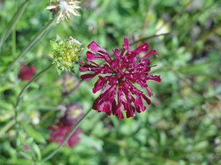 Knautia macedonica <br>WIDOW FLOWER 'WATERCOLOURS'