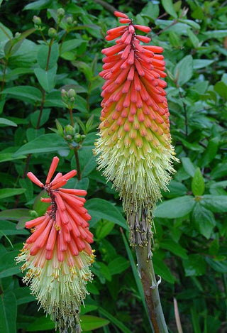 Kniphofia hirsuta <br>HAIRY RED HOT POKER