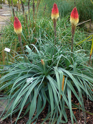 Kniphofia caulescens <br>RED HOT POKER