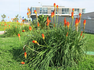 Kniphofia uvaria <br>RED HOT POKER, TORCH LILY MIX