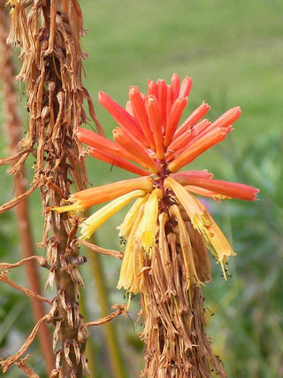 Kniphofia triangularis <br>DWARF RED HOT POKER