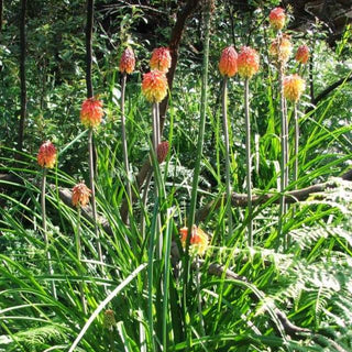 Kniphofia rooperi <br>RED HOT POKER