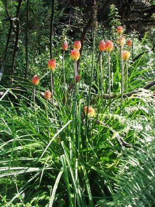 Kniphofia uvaria <br>RED HOT POKER, TORCH LILY MIX